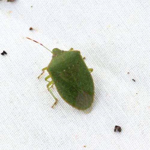 Nezara viridula